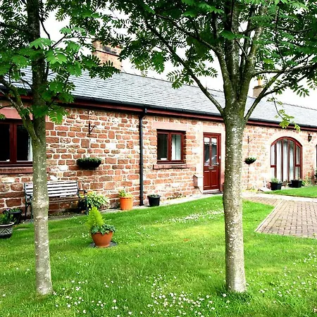 Lavender Melmerby (Cumbria)